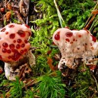 Hydnellum ferrugineum (Hydnes - Aphyllophorales)