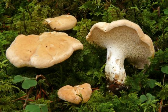 Hydnum repandun (Hydnes - Aphyllophorales)