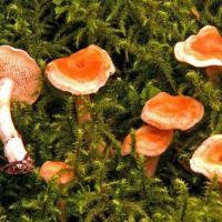Hydnum umbilicatum (Hydnes - Aphyllophorales)