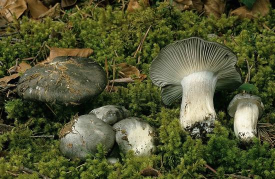 Hygrophorus marzuolus (Hygrophores - Tricholomatales)