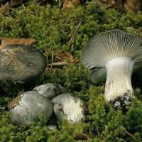 Hygrophorus marzuolus (Hygrophores - Tricholomatales)