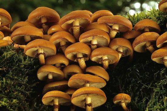 Kuehneromyces mutabilis (Pholiotes - Cortinariales)