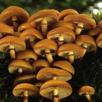 Kuehneromyces mutabilis (Pholiotes - Cortinariales)