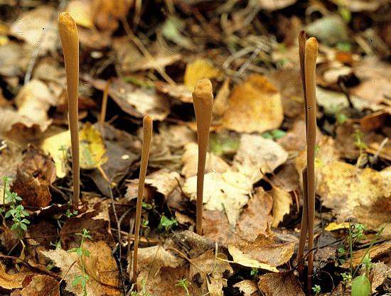 Macrothyphula fistulosa (Clavaires - Tricholomatales)