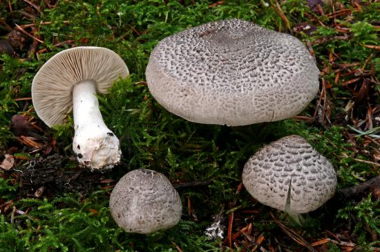 Tricholoma pardinum (Tricholomes- Tricholomatales)