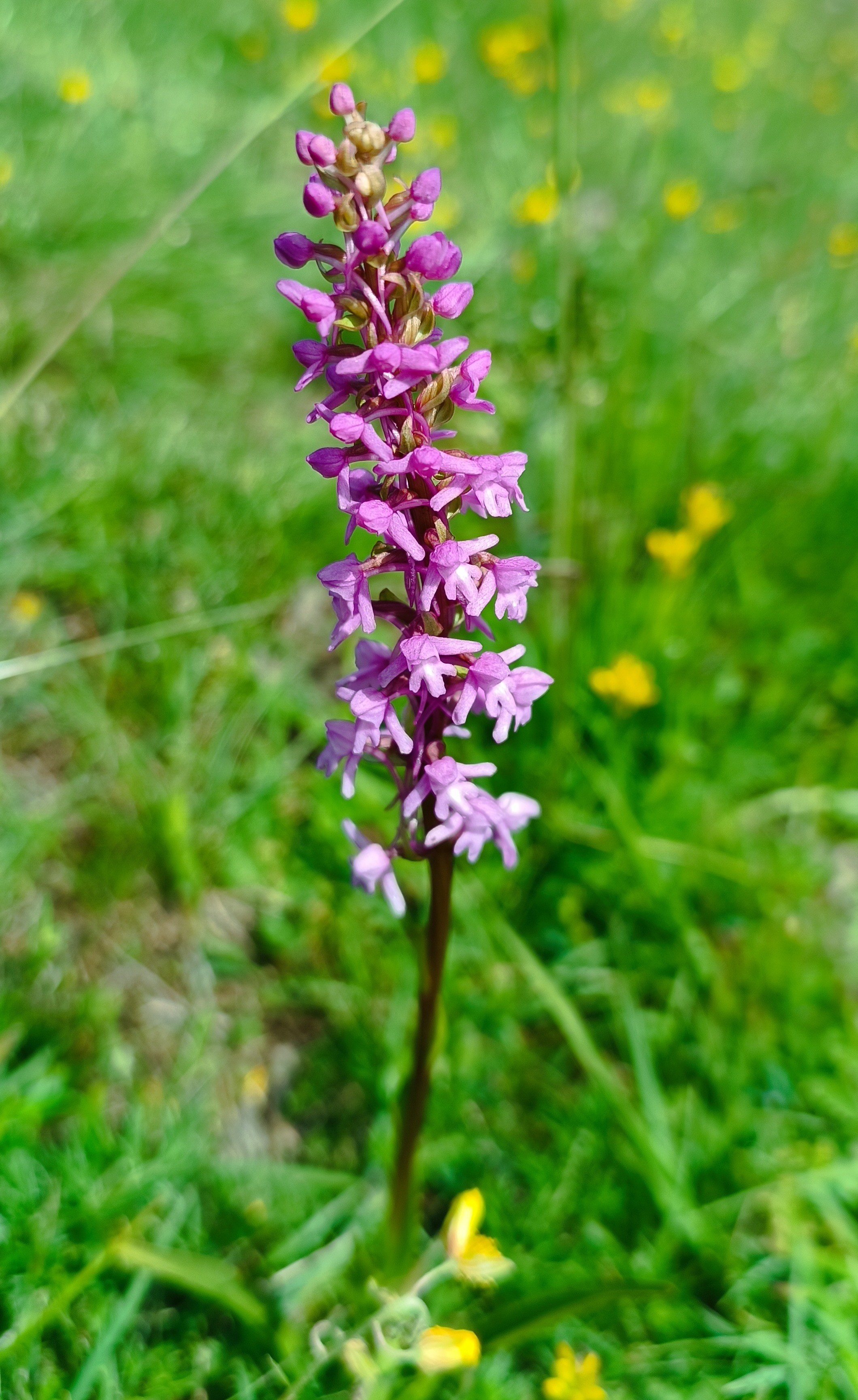 Gymnadenia conopsea (15-Landeyrat)