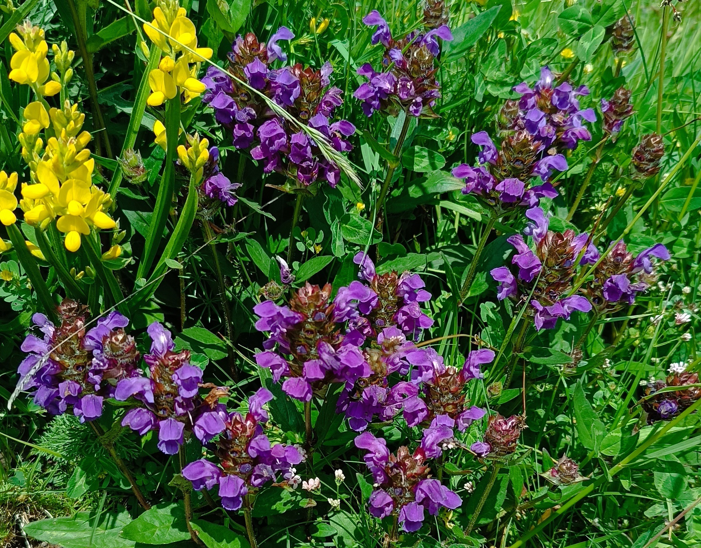 Prunella grandiflora (15-Landeyrat)