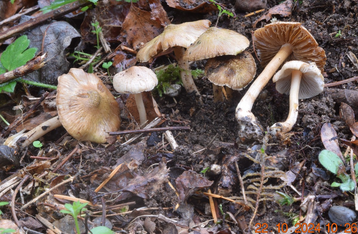 Inocybe corydalina (Inocybes – Cortinariales)