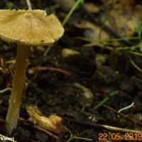 Inocybe flavella (Inocybes - Cortinariales)