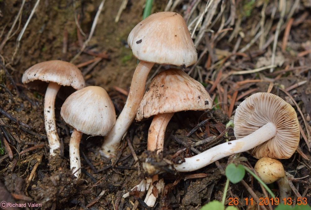 Inocybe pudica (Inocybes - Cortinariales)