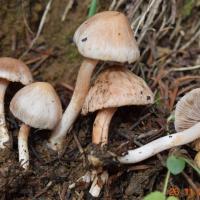 Inocybe pudica (Inocybes - Cortinariales)