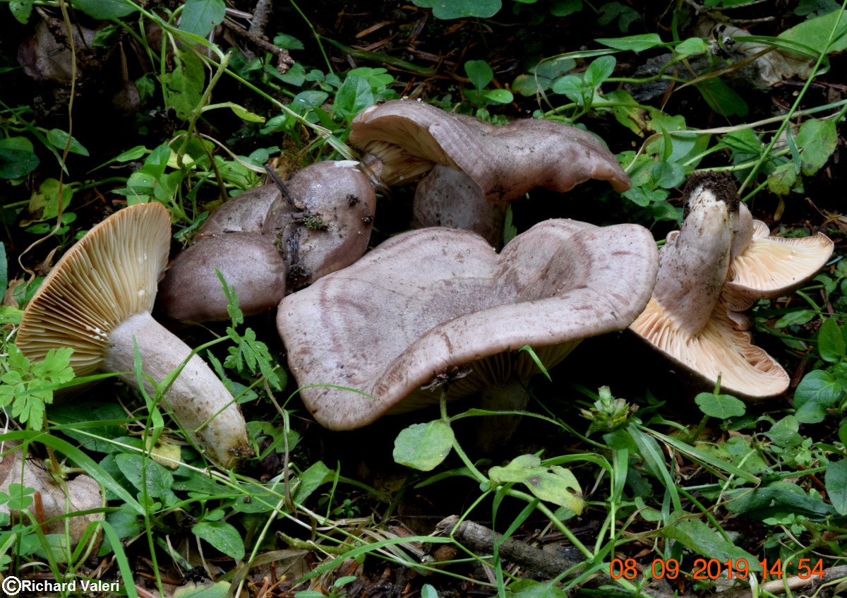 Lactarius flexuosus (Lactaires - Russulales)