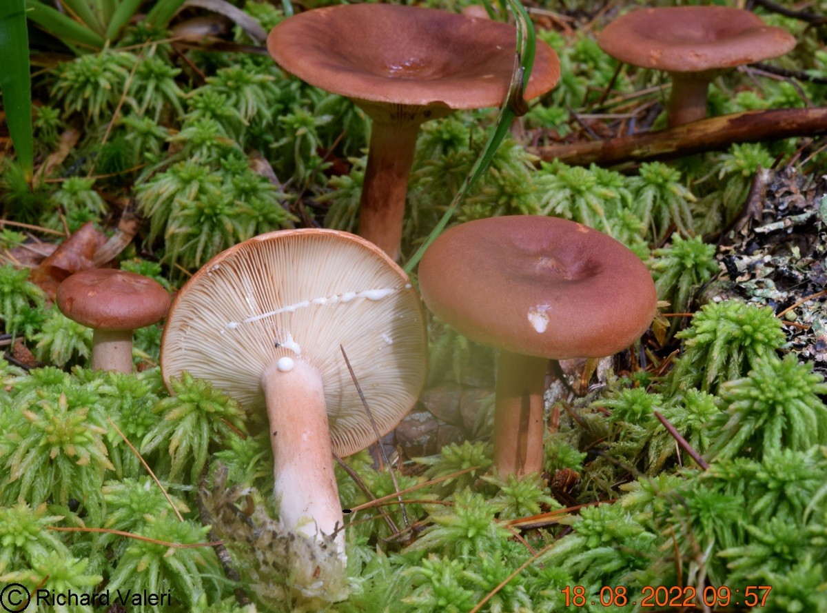 Lactarius rufus (Lactaires – Russulales)