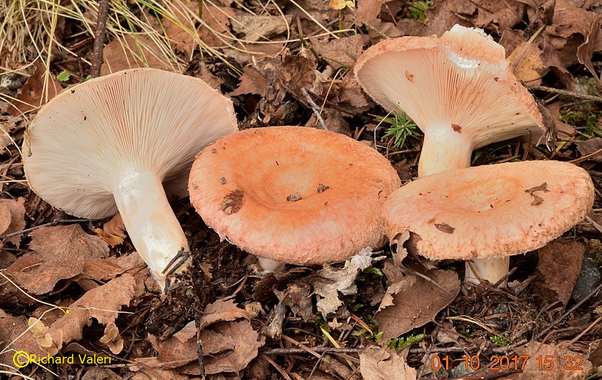 Lactarius torminosus (Lactaires - Russulales)