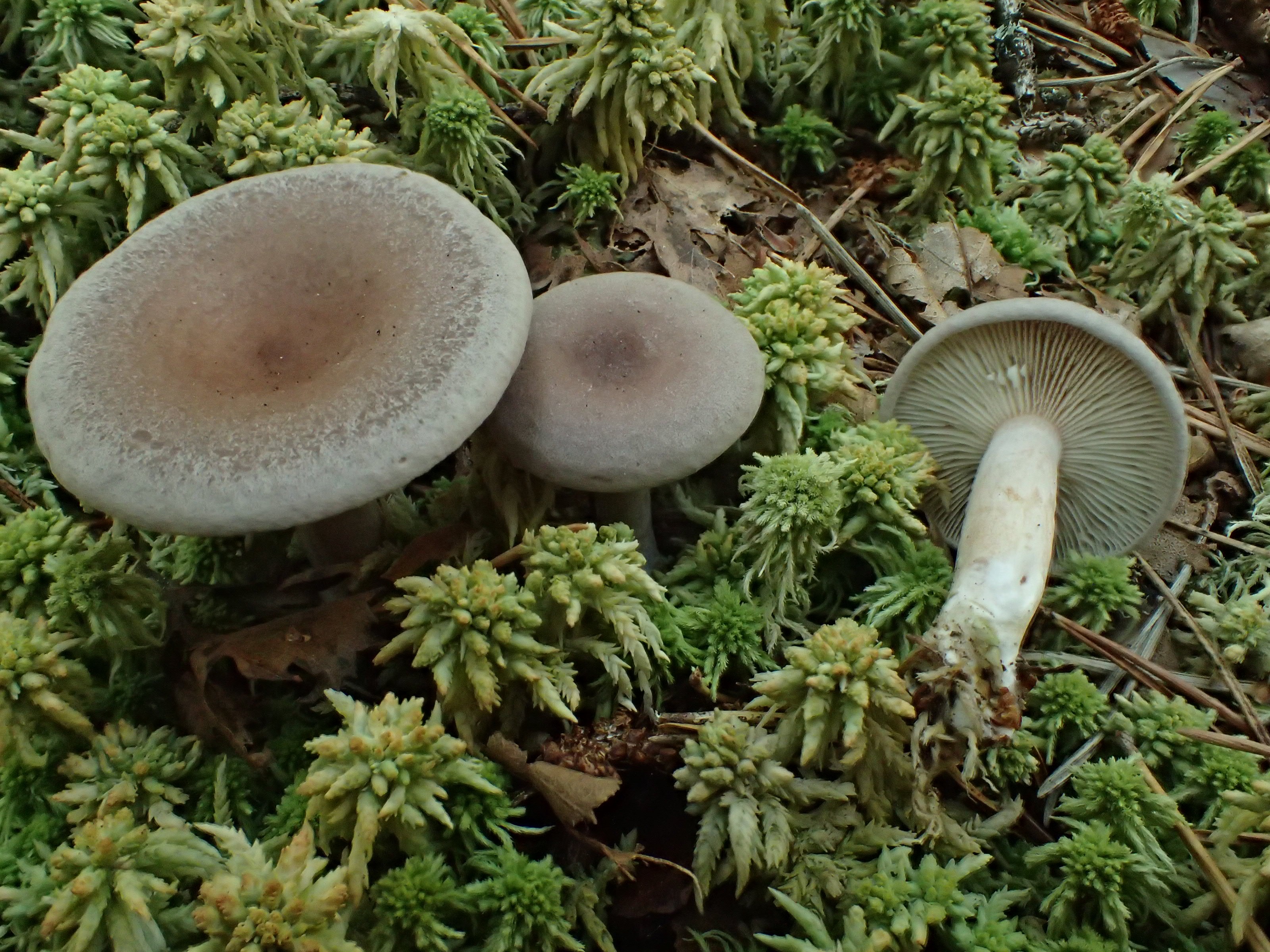 Lactarius vietus (Lactaires - Russulales)