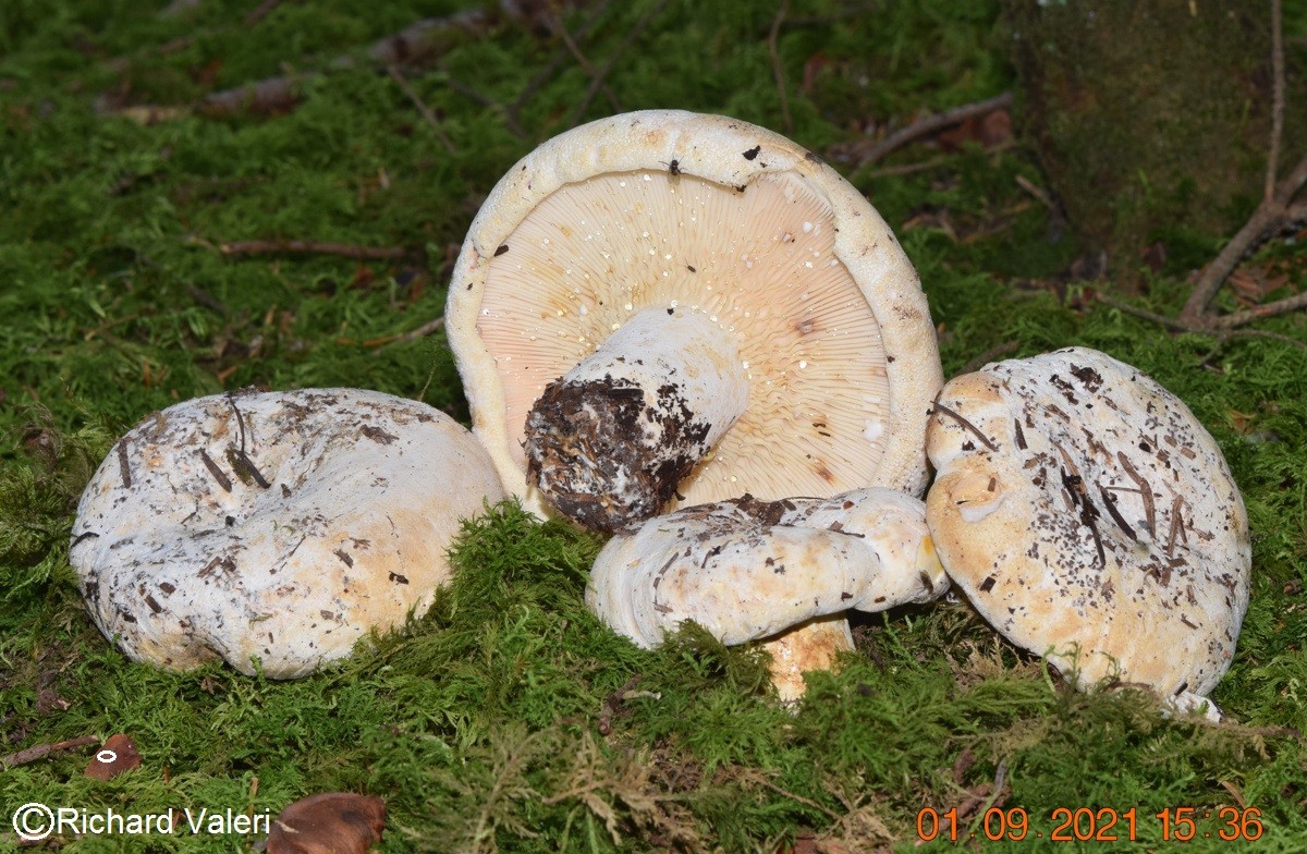 Lactifluus vellereus (Lactaires - Russulales)