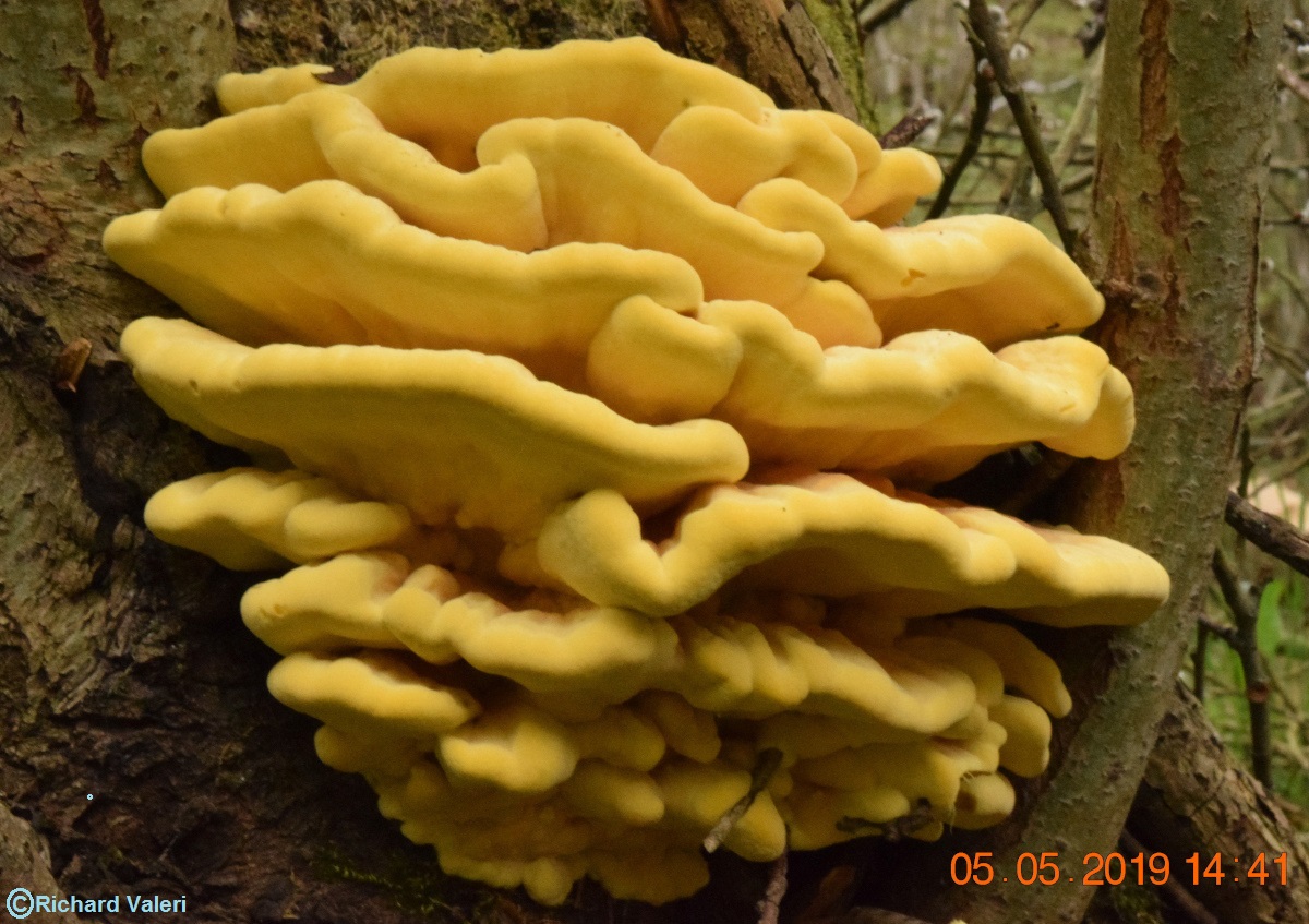 Laetiporus sulphureus ( Polypores - Polyporales)