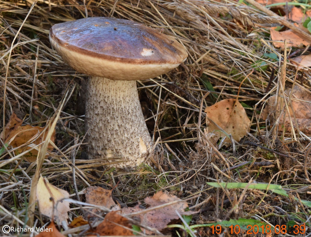 Leccinum scabrum (Leccinum - Boletales)