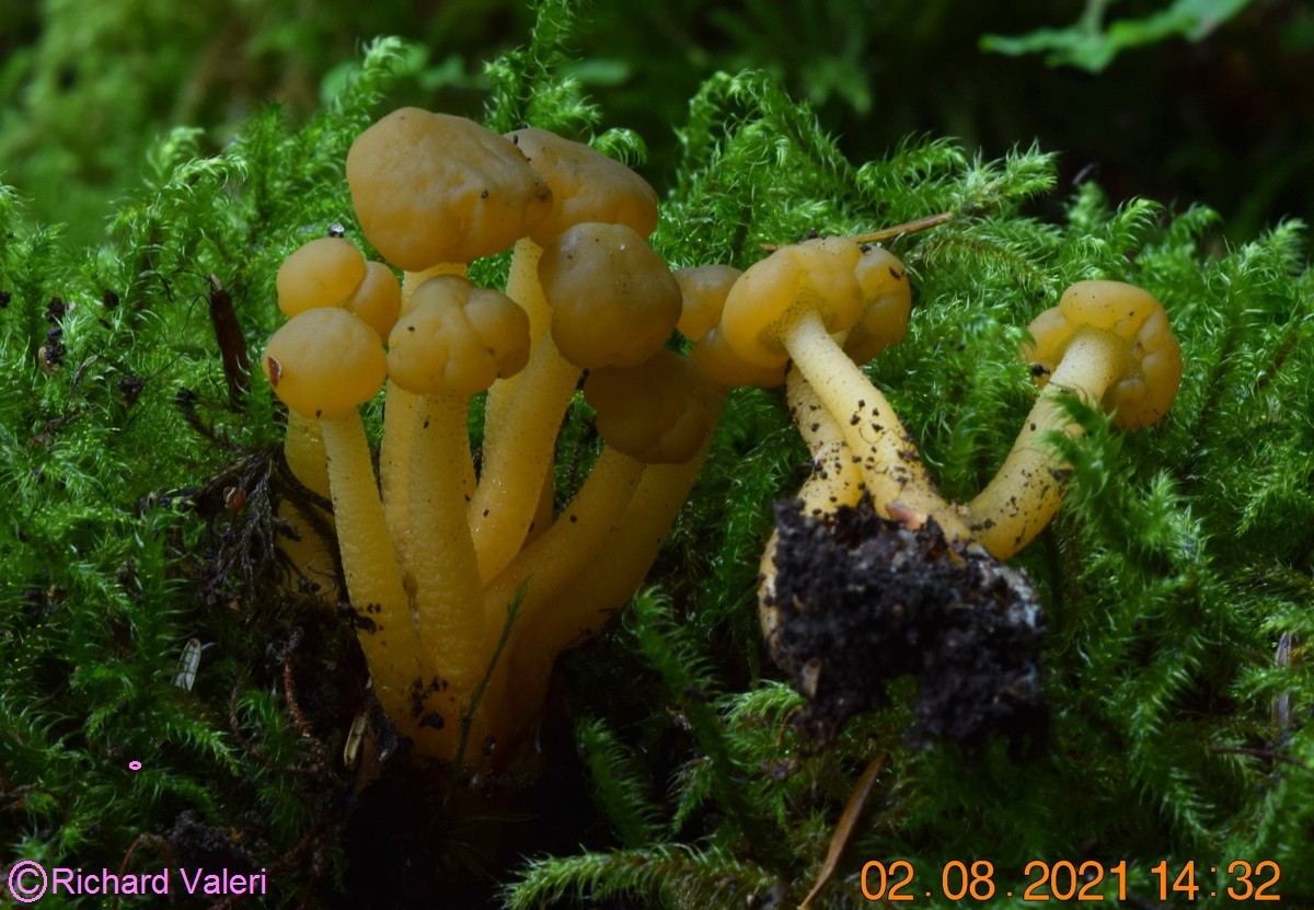 Leotia lubrica (Helotiales - Ascomycètes)