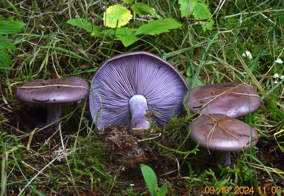 Lepista nuda (Lépistes – Tricholomatales)