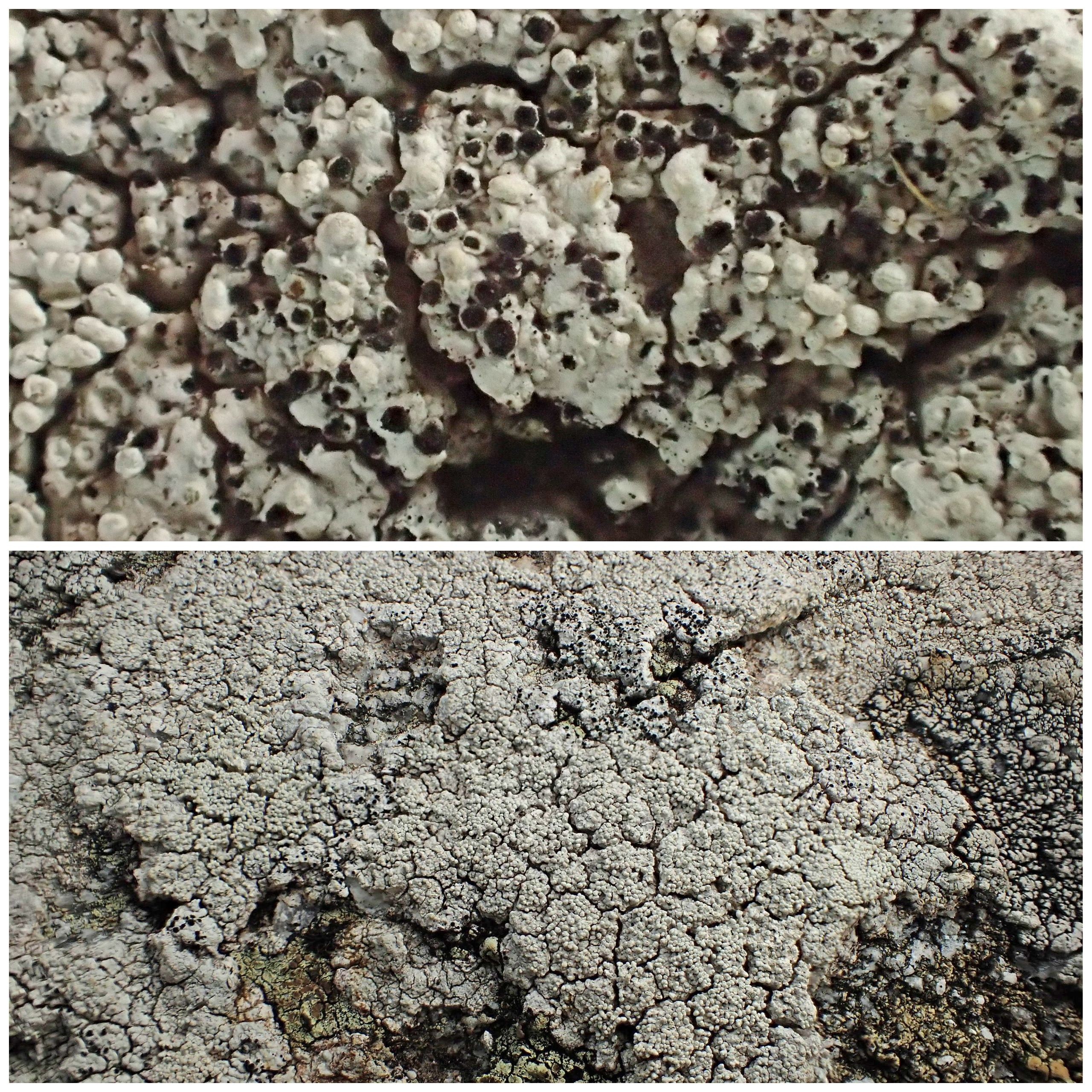 Lepra corallina avec sclerococcum sphaeriale (63-Pierre sur Haute)