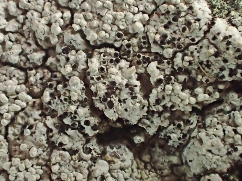 Lepra corallina (L.) Hafellner (= Pertusaria corallina)