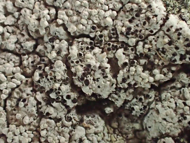 Lepra corallina (= Pertusaria corallina) (63-Col du Béal)