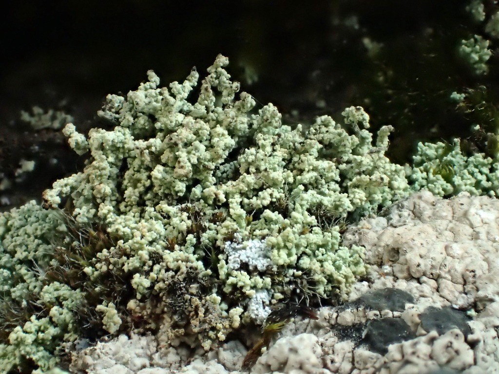 Leprocaulon quisquiliare (15-Landeyrat)