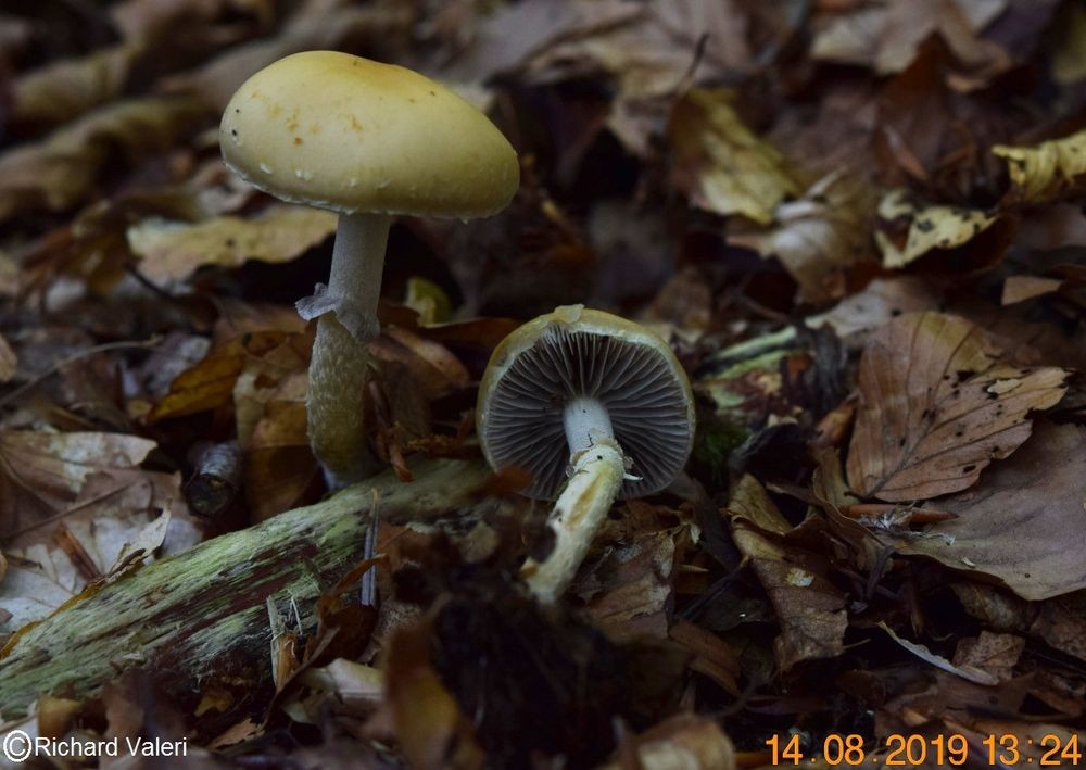 Leratiomyces squamosus (Strophaires – Cortinariales)