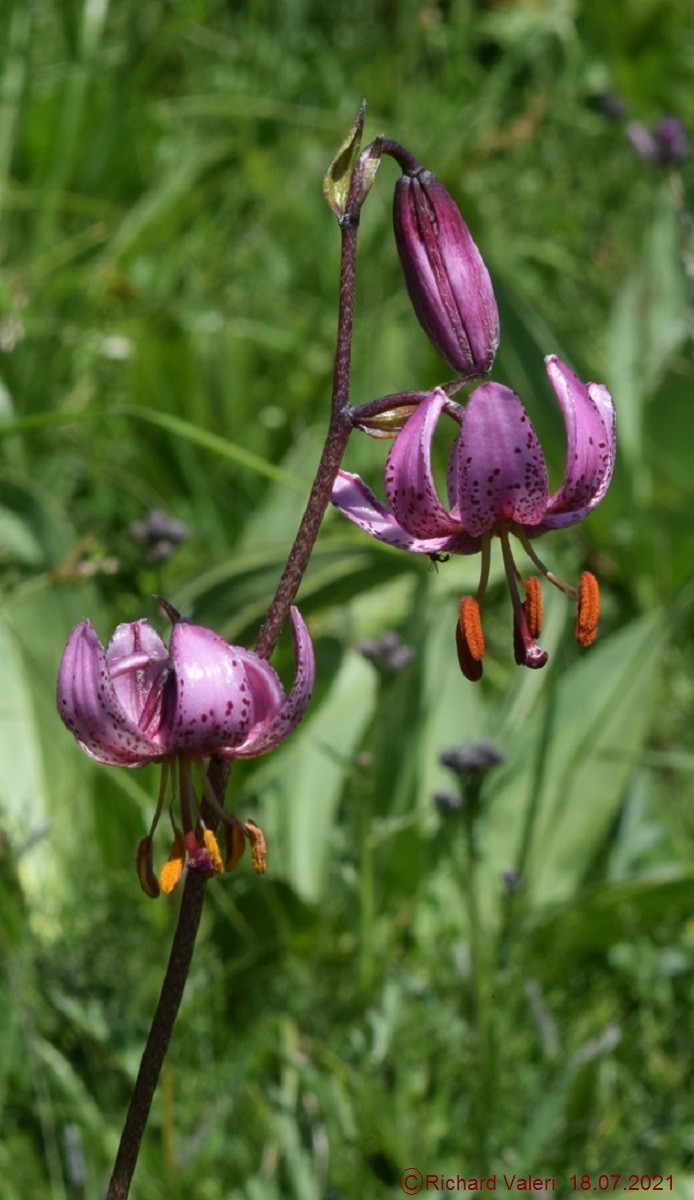 Lilium martagon (63-Job)