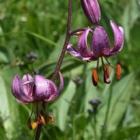 Lilium martagon (63-Job)