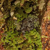 Lichens