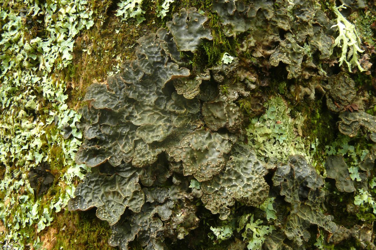 Lobarina scrobiculata (=Lobaria scrobiculata) (15-Le Claux)