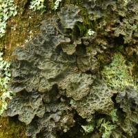 Lobarina scrobiculata (=Lobaria scrobiculata) (15-Le Claux)