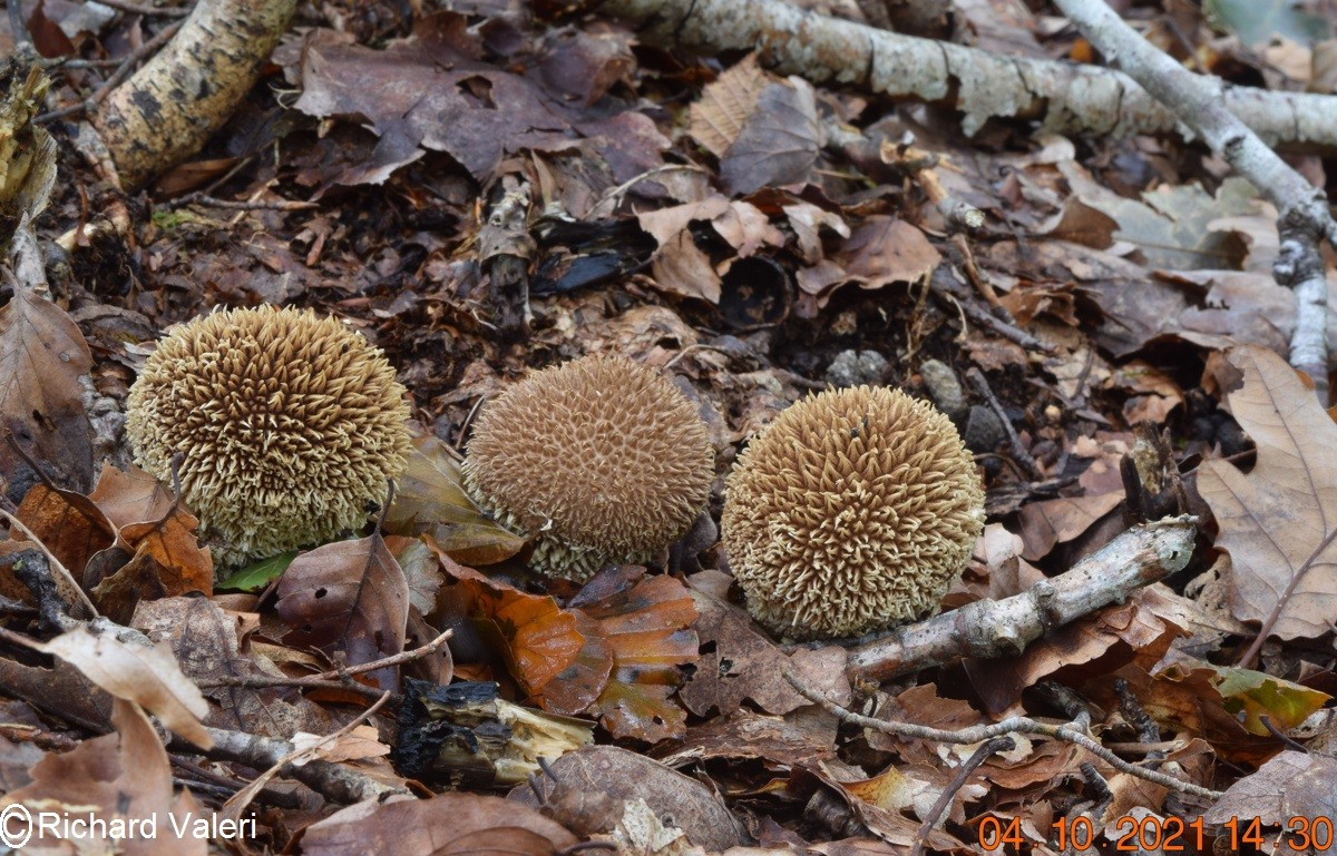 Lycoperdon echinatum (Gastéromycètes – Lycoperdales)