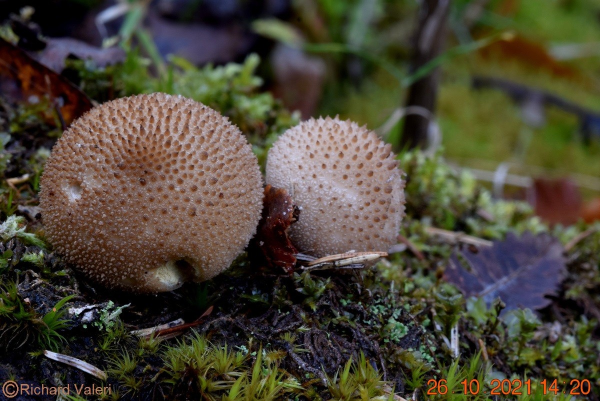 Lycoperdon perlatum (Gastéromycètes – Lycoperdales)