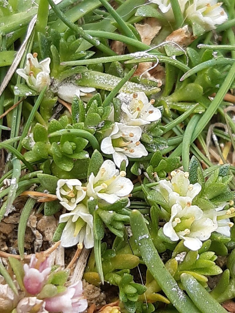 Lysimachia maritima (63-Martres-de-Veyre)
