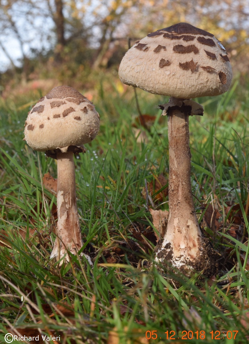 Macrolepiota fuliginosa (Lépiotes - Agaricales)