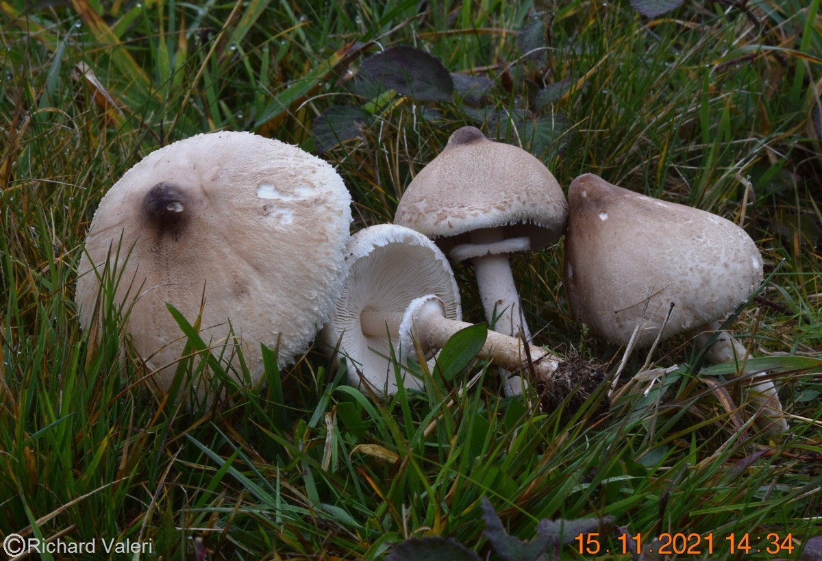 Macrolepiota mastoidea (Lépiotes – Agaricales)