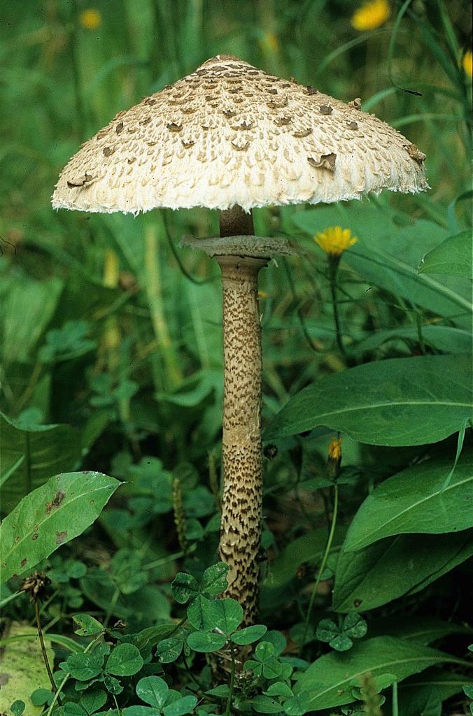 Macrolepiota procera (Lépiotes - Agaricales)