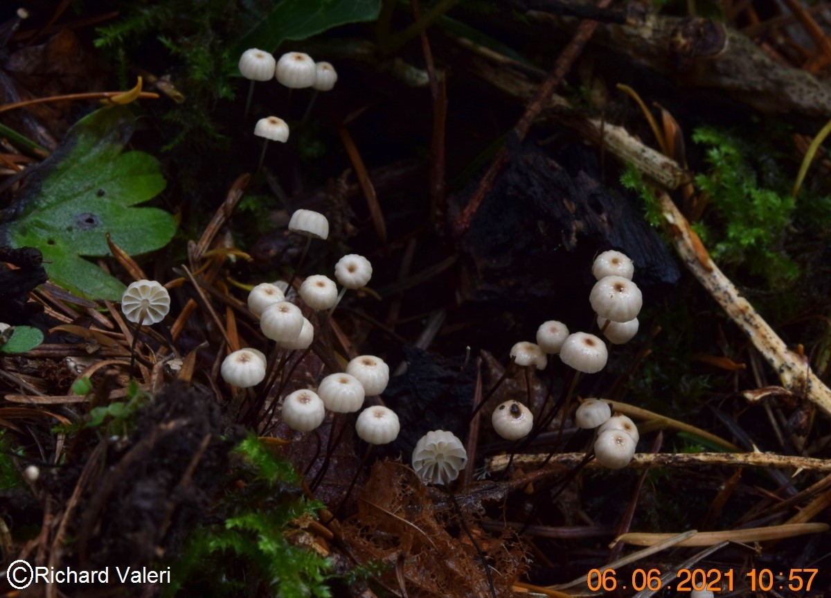 Marasmius wettsteinii (Marasmes - Tricholomatales)