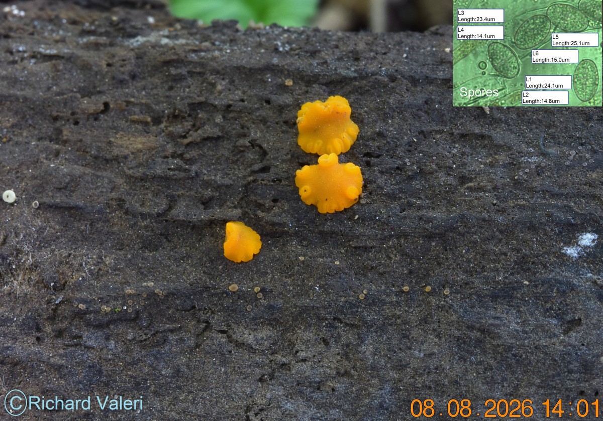 Miladina lechithina (Pezizales – Ascomycètes)