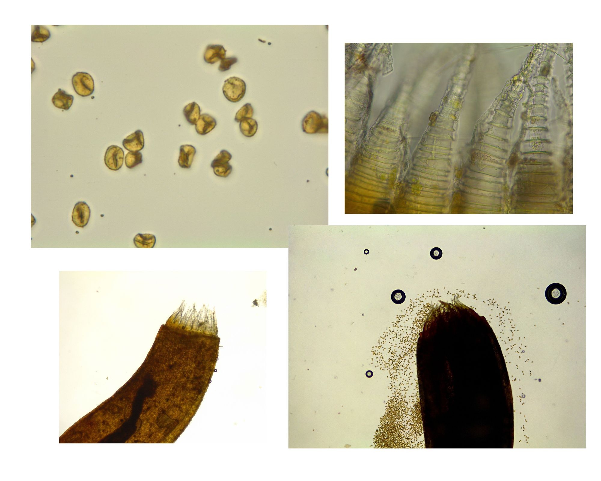 Hypnum cupressiforme