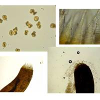 Hypnum cupressiforme