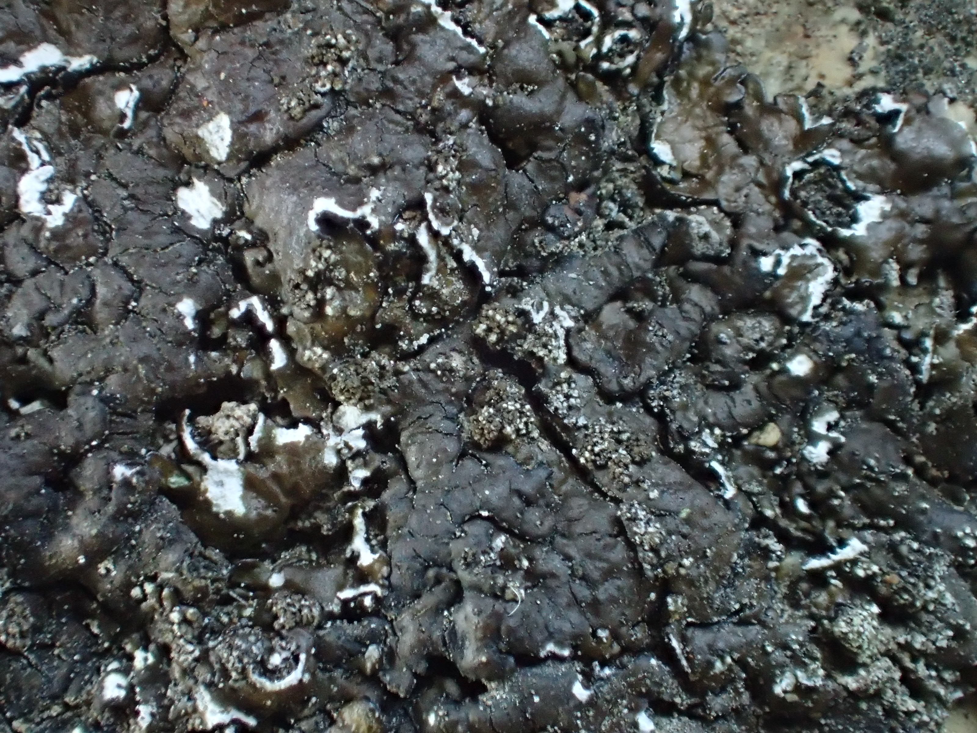 Montanelia sorediata (63-Aydat)
