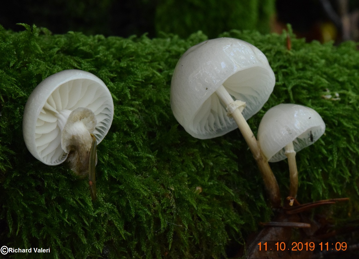 Mucidula mucida (Marasmes/Collybies – Tricholomatales)