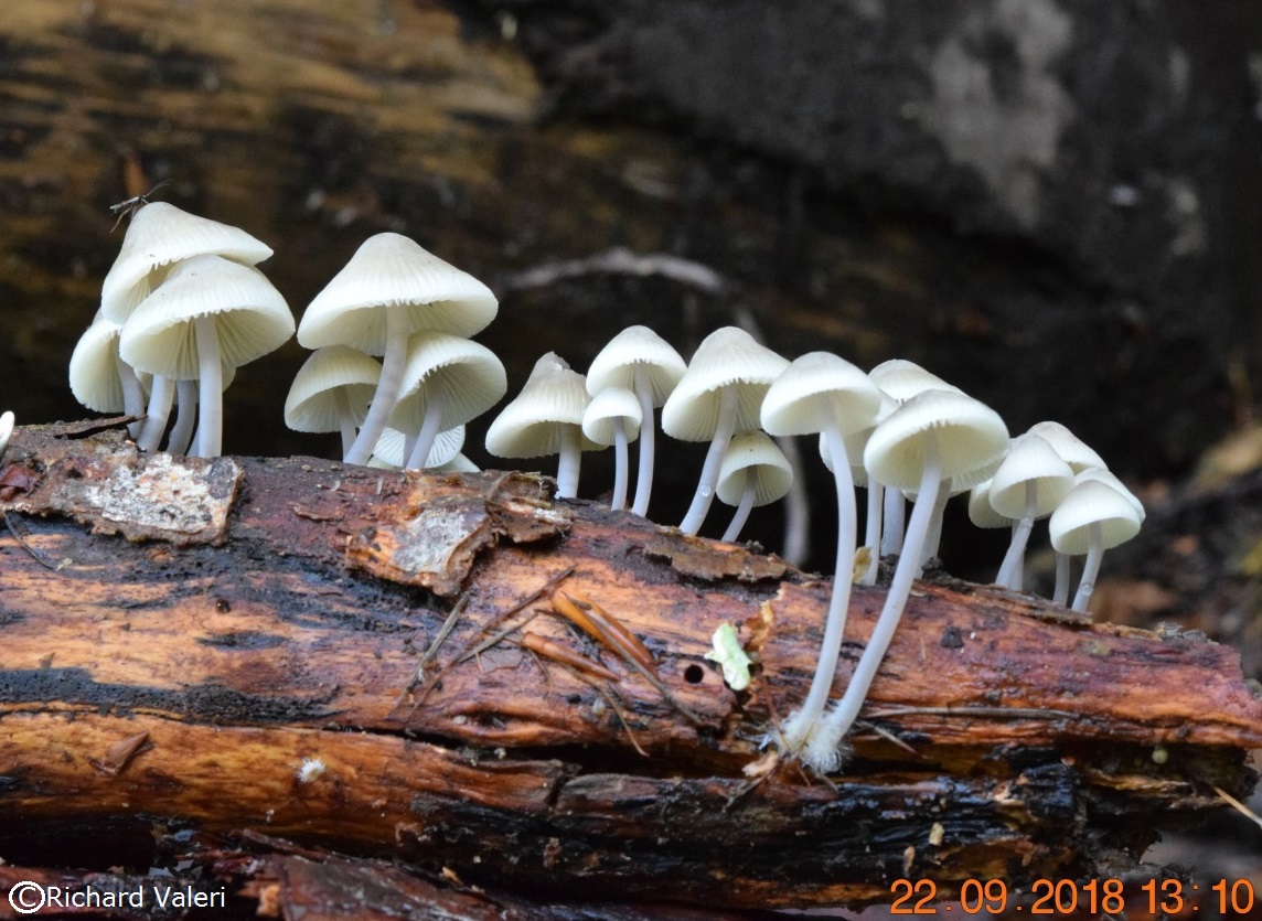 Mycena arcangeliana (Mycènes - Tricholomatales)