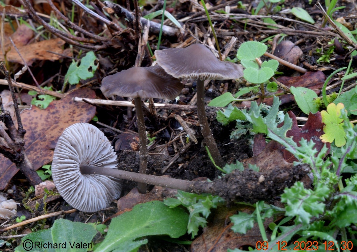 Mycena polygramma (Mycènes – Tricholomatales)