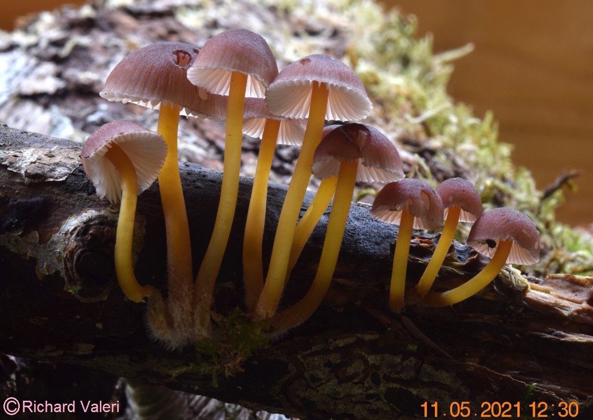 Mycena renati (Mycènes - Tricholomatales)