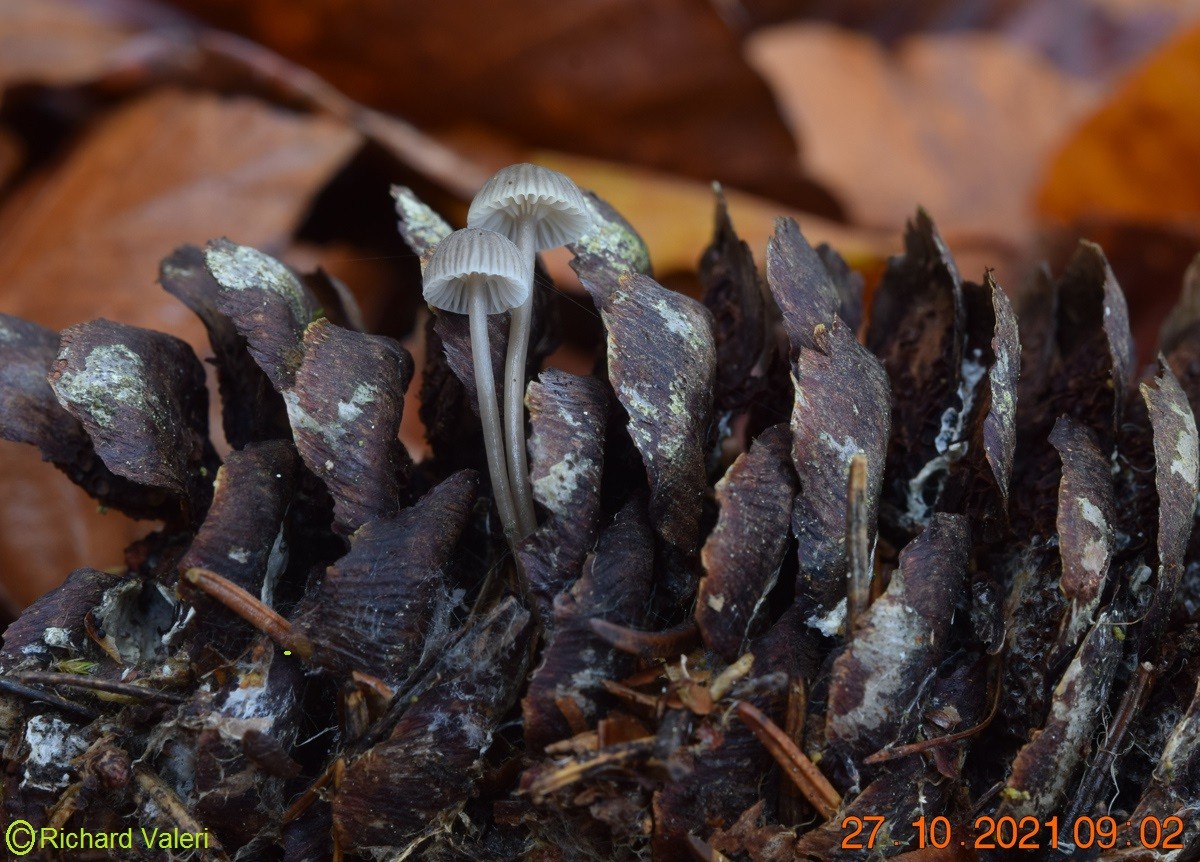 Mycena vulgaris (Mycènes – Tricholomatales)